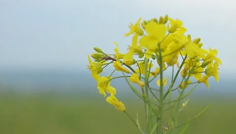 Flower rape Stock Footage 11153555