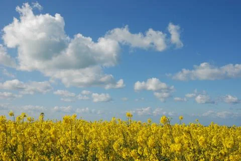 Flower of rape Stock Photos