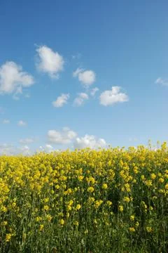 Flower of rape Stock Photos