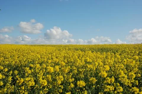 Flower of rape Stock Photos