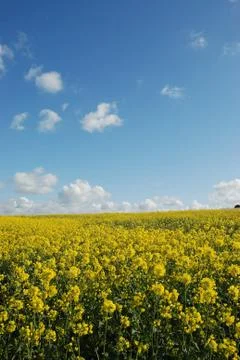 Flower of rape Stock Photos