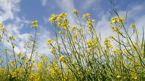 Flower of rapeseed on the blue sky Stock Footage 11186255