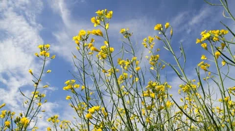 Flower of rapeseed on the blue sky Stock Footage 11286054