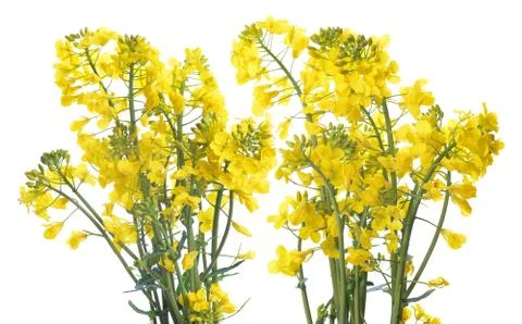 Flower of a rapeseed Stock Photos