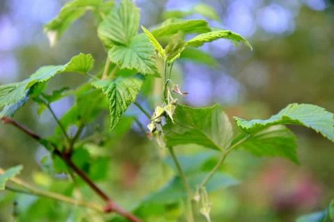 Flower raspberry in the spring Stock Photos