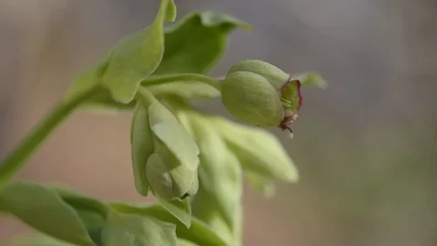Flower ready to bloom Stock Footage 91611293