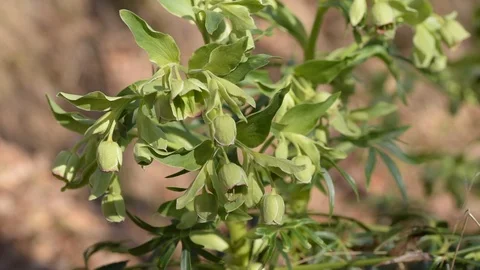 Flower Ready To Bloom Stock Footage 97980958