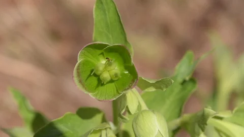 Flower Ready To Bloom Stock Footage 97981175