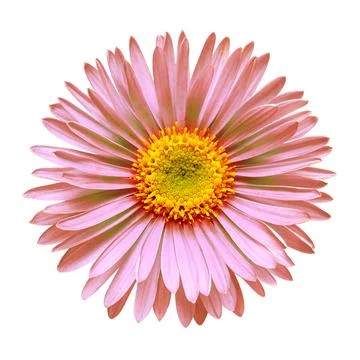 Flower red aster head isolated on white background with clipping path. Natu.. Stock Photos