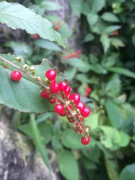 Flower red beatiful Foto stock