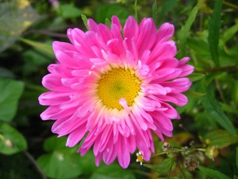 The flower of red beautiful aster Stock Photos