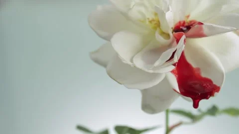 A Flower With Red Blood Dripping Down the Petals on the Side of the Frame Stock Footage 303453022