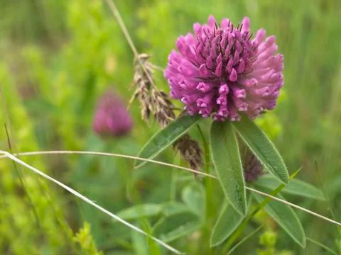 Flower red clover Stock Photos