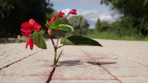 Flower red Stock Footage 139276040