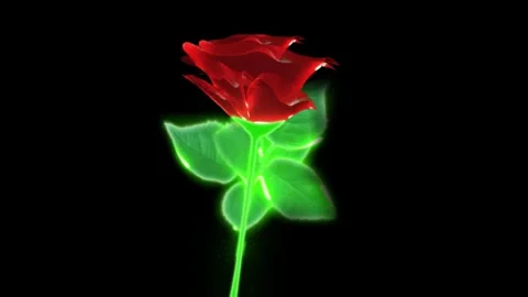 Flower red Stock Footage 262136414