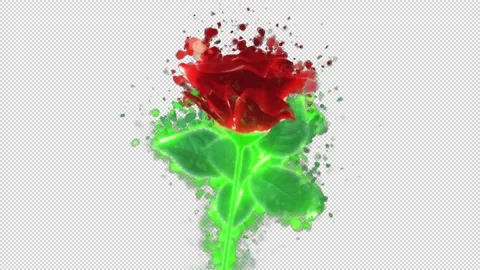 Flower red Stock Footage 262139719