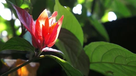 Flower Red in the garden Stock Footage 43801714