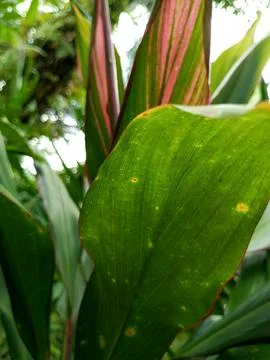 Flower red green flower Stock Photos