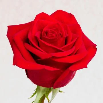 Flower of red large-flowered rose on white background Stock Photos