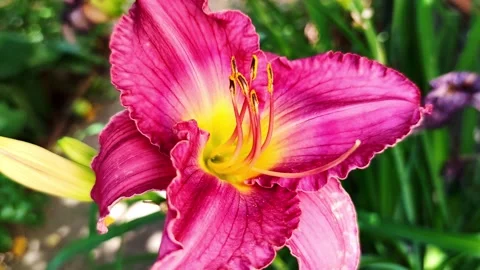 Flower of the red-lilac lily close-up Stock Footage 252277885