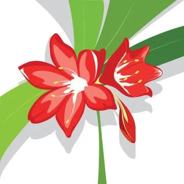 Flower red  Lily vector illustration Stock Illustration
