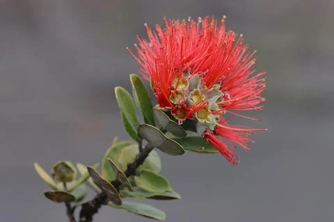 Flower with red needle-like extensions Stock Photos
