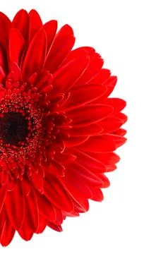 Flower red Stock Photos