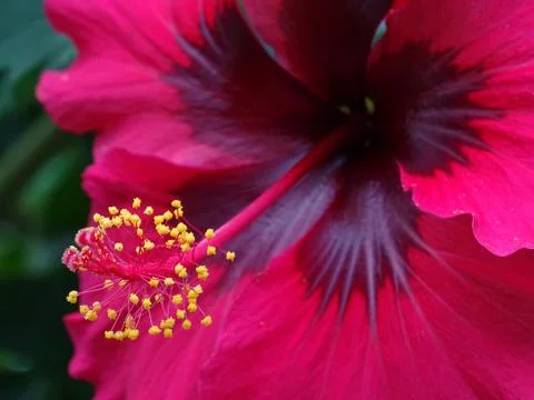 Flower in red Stock Photos