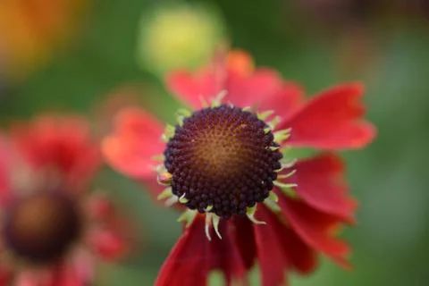 Flower in red 스톡 사진