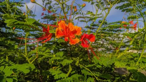 Flower red 库存照片