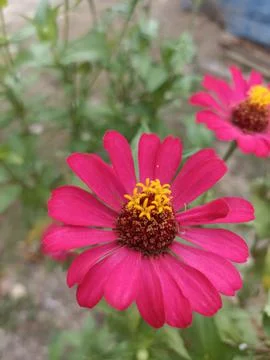 Flower red Stock Photos