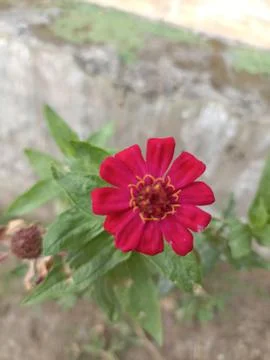 Flower red Stock Photos