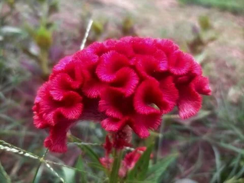 Flower red Stock Photos