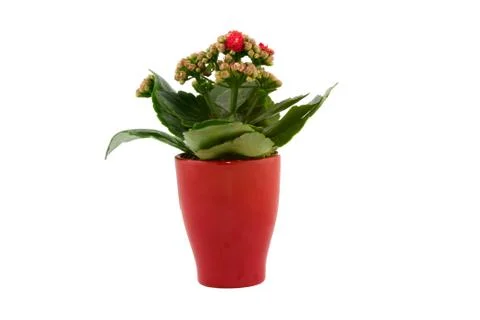 Flower in red pot Stock Photos