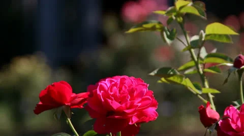 FLOWER, RED ROSE CLOSE-UP Video stock 23018972