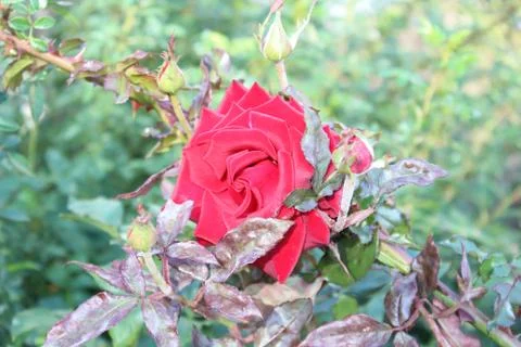 Flower of red rose Stock Photos