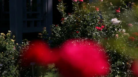 FLOWER, RED ROSE, RACK FOCUS Video stock 23018971