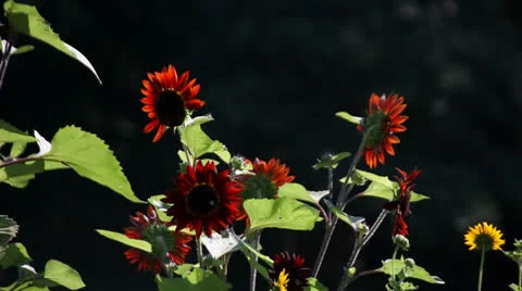 FLOWER, RED SUNFLOWER, STATIC Stock Footage 23018968