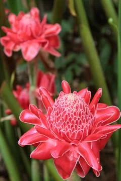 Flower red torch ginger Stock Photos