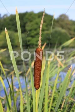 Flower reed Stock Photos