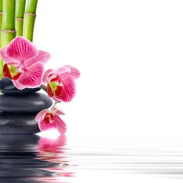 Flower with reflection Fotos Stock