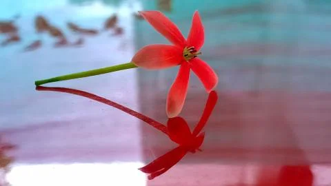 Flower reflection Stock Photos