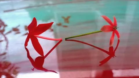 Flower reflection Stock Photos