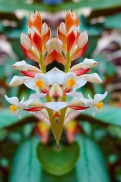 Flower reflection Stock Photos