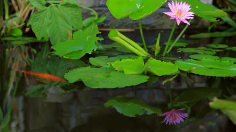 Flower Reflection in Pond Stock Footage