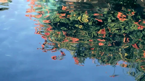 Flower reflection in pool Video stock 33893974