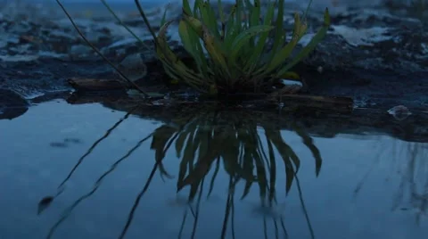 Flower reflection in a puddle Vídeos de archivo 52515327