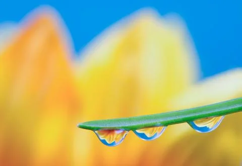 Flower refraction in dew drops on a blade of grass Stock Photos