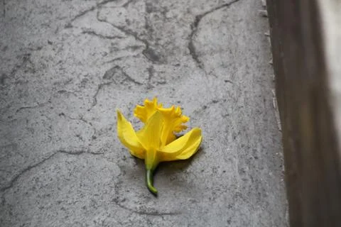 Flower of Rememberance Stock Photos