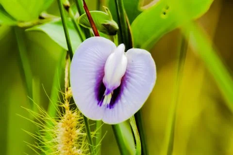 Flower resembling bird shape Stock Photos